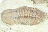 Bargain, Lochovella Trilobite - Black Cat Mountain, Oklahoma #362995-2